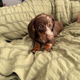 Pink girl - Dapple female Dachshund puppy in Victorville, California from Wirz’s Weens