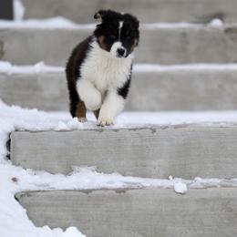 Australian Shepherd, Miniature American Shepherd, Miniature Australian Shepherd, and Toy Australian Shepherd Puppies from Painted Blue Aussies