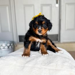 Adelaide - Tri-color female Bernedoodle puppy in West Haven, Utah from Split Mountain Doodles