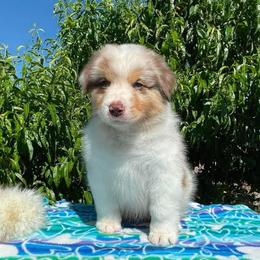 Cascade-Red Merle girl 2 - Red merle female Australian Shepherd puppy in Castle Rock, Washington from Zoolo Kennels “HOF”