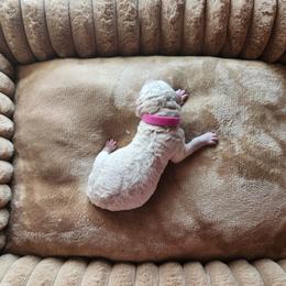 Purple Rain - Cream female Poodle puppy in Athens, Texas from Pruitt Family Kennels