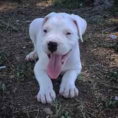 Dogo Argentino Puppies from Dogos del Gran Reino