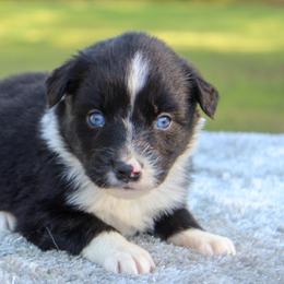 Orion - Black & white male Miniature Australian Shepherd puppy in Bauxite, Arkansas from J and B Mini Aussies