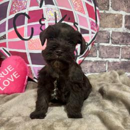 Frodo - Liver male Miniature Schnauzer puppy in Lufkin, Texas from C&K’s Schnauzer House