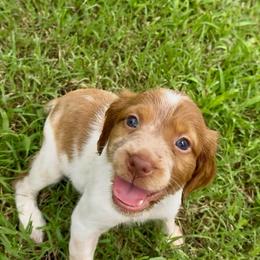 Sky - Orange roan female Brittany puppy in Stillwater, Oklahoma from Kennel de Fowler