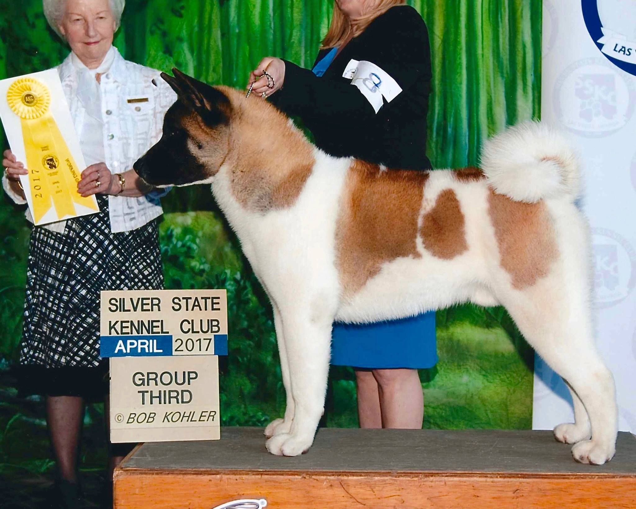 SunDevil Akitas in Arizona | Akita puppies | Good Dog