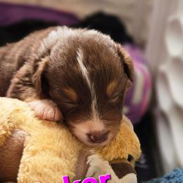 Baker (Medea) - Red tri-color female Australian Shepherd puppy in Smithfield, Utah from Invictus Farms