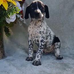 Boy 4 - Black roan male German Shorthaired Pointer puppy in Laporte, Minnesota from Northern Odyssey Gun Dogs