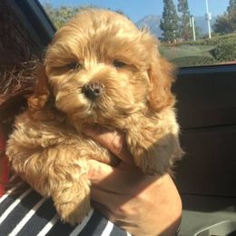 Maltese, Maltipoos, and Poodles from Maltipoo Tiny Pups