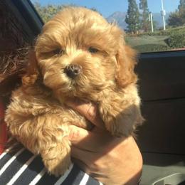 Maltese, Maltipoos, and Poodles from Maltipoo Tiny Pups
