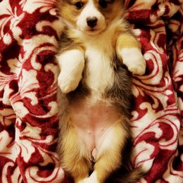 Pembroke Welsh Corgi Puppies from Whimsical Treasure Corgis