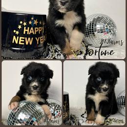 (3) Fortune 1621 - Black tri-color male Australian Shepherd puppy in Huntington, Texas from JKKJ Farms