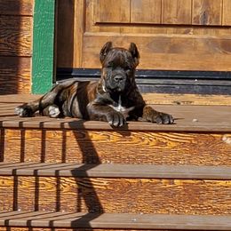 Cane Corso Puppies from Vernon Hills Cane Corso