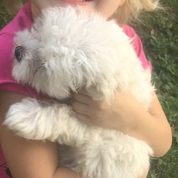 Maltese from Purely Maltese
