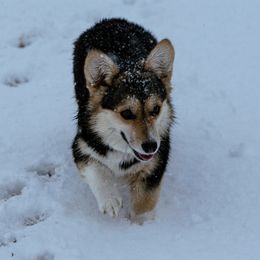 Sadie - Pembroke Welsh Corgi