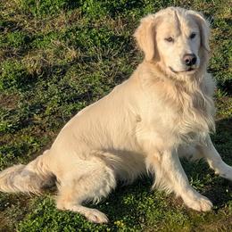 North - Golden Retriever
