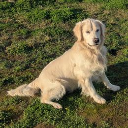 North - Golden Retriever