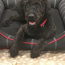 Goldendoodle and Labradoodle All Grown Up from Sugar Fig Kennel