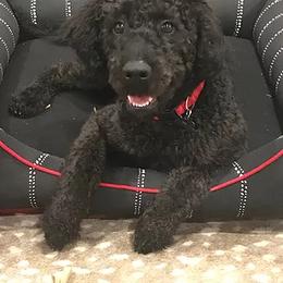 Goldendoodle and Labradoodle All Grown Up from Sugar Fig Kennel