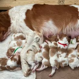 Brittany Puppies from Fox Mtn Brittanys