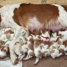 Brittany Puppies from Fox Mtn Brittanys