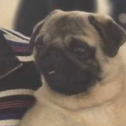 Pugs from Casull Pugs