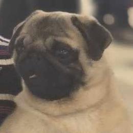 Pugs from Casull Pugs