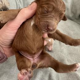 Girl 4 - Red  female Goldendoodle puppy in Glendale, Arizona from Follow Your Bliss Doodles