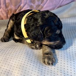 French Bulldog and Poodle Puppies from Dallas Paw Connect