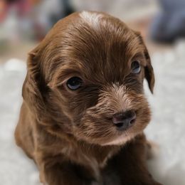 Piper - Red male Cavapoo puppy in West Point, Mississippi from Golden Paws