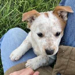 Australian Cattle Dog and Companion Cross Puppies from MX Kennel - Central MO