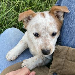 Australian Cattle Dog and Companion Cross Puppies from MX Kennel - Central MO