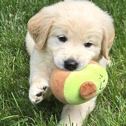 Girl 1 - Light golden female Golden Retriever puppy in Milford, Michigan from Servant Kennel