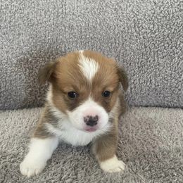 Pembroke Welsh Corgis from DD Kennels