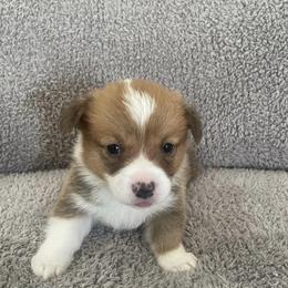 Pembroke Welsh Corgis from DD Kennels