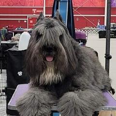 Bouvier des Flandres from Wise Choice Bouviers