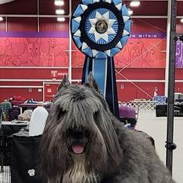Bouvier des Flandres from Wise Choice Bouviers