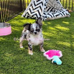 Twilight Sparkle - Merle female Chihuahua puppy in Anderson, South Carolina from Lil Treasures Chihuahuas