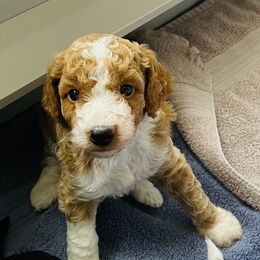 Goldendoodle Puppies from Labradoodleday