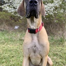 Athena - Fawn female Great Dane puppy in Scottsburg, Virginia from Virginia Great Danes