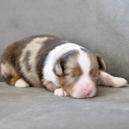 Cai - Red merle male Miniature American Shepherd puppy in Bixby, Oklahoma from Roeboat Aussies