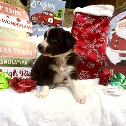Border Collie and Jack Russell Terrier Puppies from CP FARMS BORDER COLLIES N JACKS CORP
