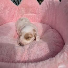 Cobbler - Cream male Dachshund puppy in Bristol, Tennessee from It's Mini Wieners Baby
