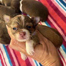 Anthony 3,800 - Fawn and white male Chihuahua puppy in Summerfield, Florida from Uey’s Chihuahuas