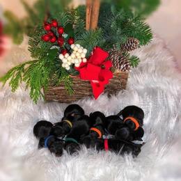 Yorkshire Terrier Puppies from Jill Brown