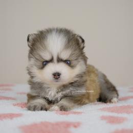 Marielle - Gray and white female Pomsky puppy in Loxahatchee, Florida from Cardinal Point Pomskies