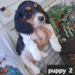 Girl 2 - Piebald female Dachshund puppy in Aurora, Missouri from Baker Farms