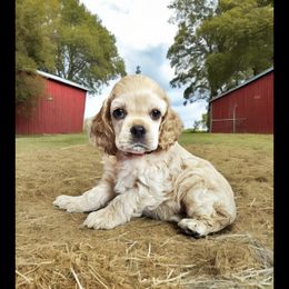 Cocker Spaniel Puppies from Hallmark Cocker Spaniels