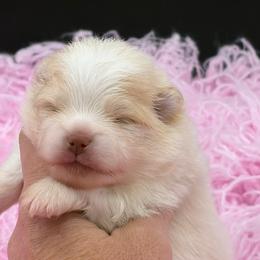 Coconut - Cream parti female Pomeranian puppy in Franklin, North Carolina from A&J Cutie Pawtooties