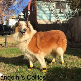 Summer - Collie